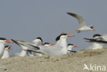 Caspian Tern (Sterna caspia)