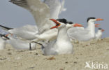 Caspian Tern (Sterna caspia)