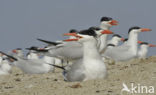 Caspian Tern (Sterna caspia)