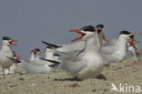 Caspian Tern (Sterna caspia)