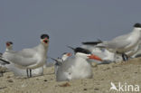 Caspian Tern (Sterna caspia)