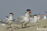 Caspian Tern (Sterna caspia)