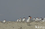 Caspian Tern (Sterna caspia)