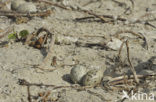 Caspian Tern (Sterna caspia)