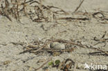 Caspian Tern (Sterna caspia)