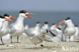 Caspian Tern (Sterna caspia)