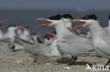 Caspian Tern (Sterna caspia)