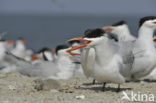 Caspian Tern (Sterna caspia)