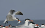 Caspian Tern (Sterna caspia)