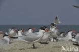 Caspian Tern (Sterna caspia)