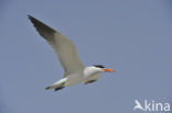 Caspian Tern (Sterna caspia)