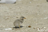 Caspian Tern (Sterna caspia)