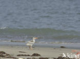 Caspian Tern (Sterna caspia)