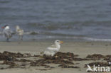 Caspian Tern (Sterna caspia)