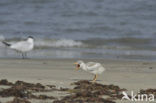 Caspian Tern (Sterna caspia)