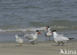 Caspian Tern (Sterna caspia)