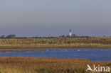 Riet (Phragmites australis)