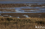 Common Reed (Phragmites australis)