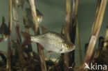 Common rudd (Scardinius erythrophthalmus)