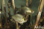 Common rudd (Scardinius erythrophthalmus)