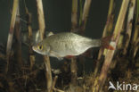 Common rudd (Scardinius erythrophthalmus)