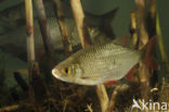 Common rudd (Scardinius erythrophthalmus)