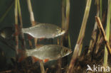 Common rudd (Scardinius erythrophthalmus)