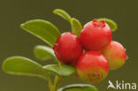 Bog Cranberry