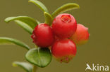 Bog Cranberry