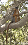 Rode franjeaap (Procolobus badius) 