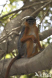 Rode franjeaap (Procolobus badius) 