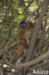 Red Colobus (Procolobus badius) 