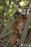 Rode franjeaap (Procolobus badius) 