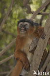 Rode franjeaap (Procolobus badius) 