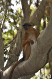 Rode franjeaap (Procolobus badius) 