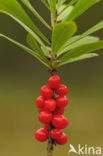 Rood peperboompje (Daphne mezereum) 