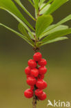 Mezereon (Daphne mezereum)