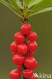 Rood peperboompje (Daphne mezereum) 