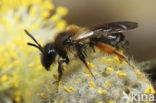 Roodscheen-zandbij (Andrena ruficrus)