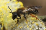 Roodscheen-zandbij (Andrena ruficrus)