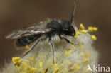 Roodscheen-zandbij (Andrena ruficrus)