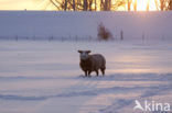 Schaap (Ovis spec.)