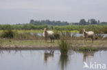 Sheep (Ovis domesticus)