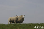 Schaap (Ovis spec.)