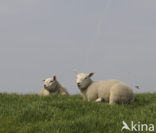 Schaap (Ovis spec.)