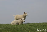 Schaap (Ovis spec.)