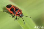 Shield bug (Eurydema dominulus)