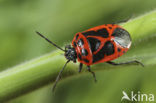 Shield bug (Eurydema dominulus)