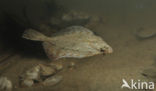 Plaice (Pleuronectes platessa)