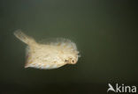 Plaice (Pleuronectes platessa)